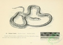reptiles_and_amphibias_bw-01431 - black-and-white 059-Striped Snake, Garter Snake, eutainia sirtalis