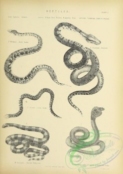 reptiles_and_amphibias_bw-01630 - black-and-white 005-Rock Snake, boa constrictor, Coral Snake, Banded Bungarus, Cobra