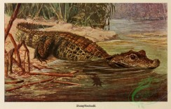 reptiles_and_amphibias_full_color-00002 - Dwarf crocodile