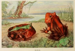 reptiles_and_amphibias_full_color-00004 - Horned frog