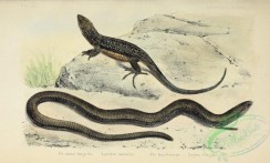 reptiles_and_amphibias_full_color-00027 - 002-lacerta muralis, anguis fragilis
