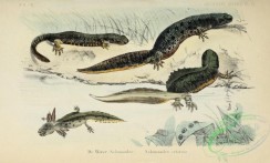 reptiles_and_amphibias_full_color-00036 - 011-salamandra cristata