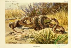 reptiles_and_amphibias_full_color-00043 - coronella austriaca