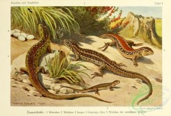 reptiles_and_amphibias_full_color-00046 - lacerta agilis