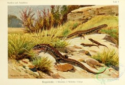 reptiles_and_amphibias_full_color-00049 - lacerta vivipara