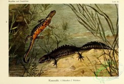 reptiles_and_amphibias_full_color-00051 - molge cristata
