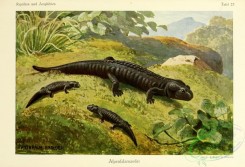 reptiles_and_amphibias_full_color-00059 - salamandra atra
