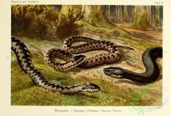 reptiles_and_amphibias_full_color-00064 - vipera berus