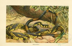 reptiles_and_amphibias_full_color-00080 - spilotes pullatus