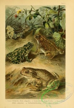 reptiles_and_amphibias_full_color-00085 - bufo vulgaris, bufo viridis, bufo calamita, alytes obstetricans