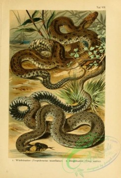 reptiles_and_amphibias_full_color-00093 - tropidonotus tessellatus, tropidonotus natrix