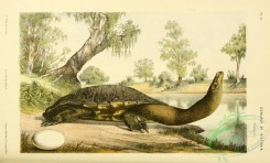 reptiles_and_amphibias_full_color-00096 - chelodina longicollis, Long-necked River Tortoise