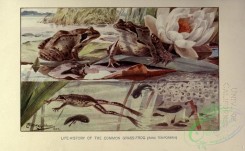 reptiles_and_amphibias_full_color-00105 - Common Grass-Frog, rana temporaria