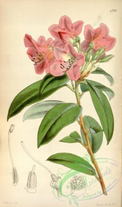 rhododendrons-00119 - 4788-rhododendron cinnabarinum pallidum, Cinnabar-flowered Rhododendron pale variety