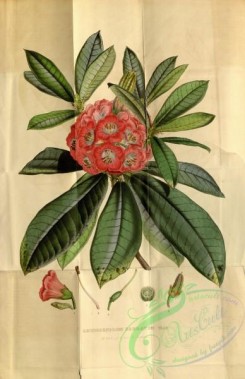 rhododendrons-00264 - rhododendrum barbatum