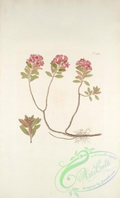 rhododendrons-00560 - rhododendrum ferrugineum