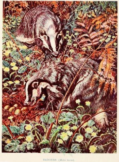 rodents-00001 - BADGERS [2012x2748]