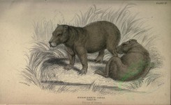 rodents-00006 - Capybara [3742x2304]