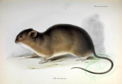 rodents-00014 - Brazilian Marsh Rat [3466x2406]