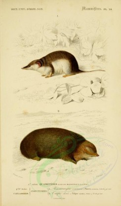 rodents-00070 - Common shrew, Cape golden mole [2164x3677]