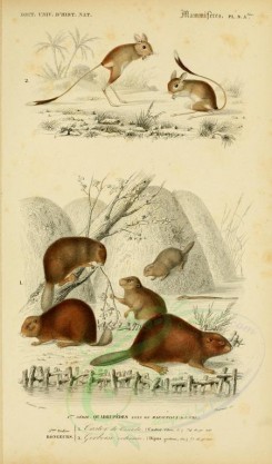 rodents-00071 - Eurasian beaver, Northern three-toed jerboa [2164x3677]