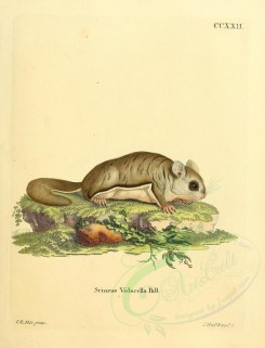 rodents-00191 - American Flying Squirrel [2348x3074]