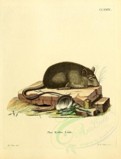 rodents-00196 - Black rat [2348x3074]