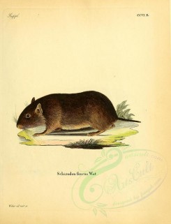 rodents-00201 - Chilean rock rat [2348x3074]