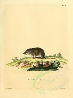 rodents-00289 - Common Shrew [2304x3074]