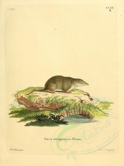rodents-00290 - Common Shrew, 2 [2304x3074]