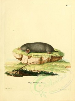 rodents-00298 - European Mole [2304x3074]