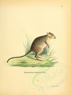 rodents-00300 - Gaimard's Rat-Kangaroo [2304x3074]
