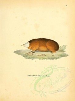 rodents-00304 - Hottentot Golden Mole (Albirostris) [2304x3074]
