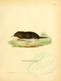 rodents-00306 - Japanese Shrew Mole [2304x3074]