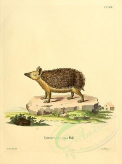 rodents-00309 - Long-Eared Hedgehog [2304x3074]