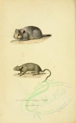 rodents-00446 - Chinchilla, Rat [2316x3751]