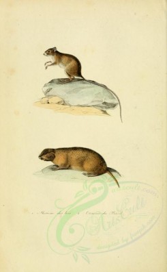 rodents-00451 - Merione des bois (Fr.), Ctenome du Bresil (Fr.) [2316x3751]