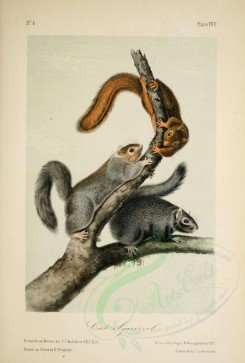 rodents-00465 - Cat Squirrel [1935x2859]