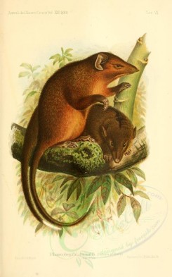 rodents-00506 - Marsupial shrew [2225x3562]