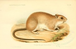rodents-00507 - Rat (bruijnii) [3598x2314]
