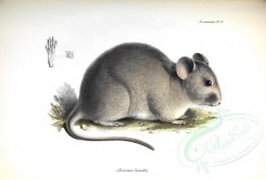 rodents_best-00001 - Bennett's chinchilla rat [3611x2445]