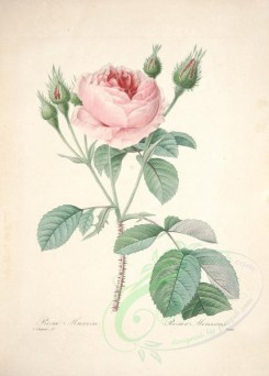 roses_flowers-00173 - rosa muscosa [5026x7010]