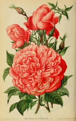roses_flowers-00340 - 003-Rose - Princesse de Radziwill [2525x3970]