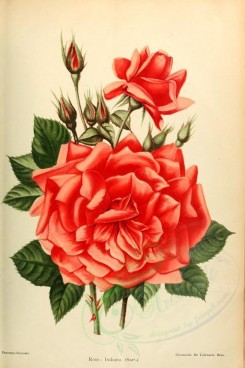 roses_flowers-00367 - 005-Rose - Indiana [2033x3053]