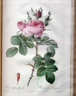 roses_flowers-00385 - rosa bifera officinalis [3400x4300]