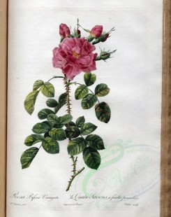 roses_flowers-00387 - rosa bifera variegata [3400x4300]