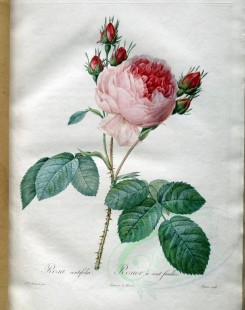 roses_flowers-00397 - rosa centifolia [3400x4300]