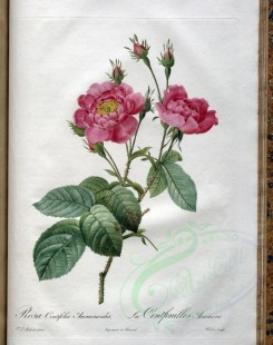 roses_flowers-00398 - rosa centifolia anemonoides [3400x4300]