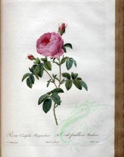 roses_flowers-00402 - rosa centifolia burgundiaca [3400x4300]