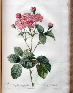 roses_flowers-00404 - rosa centifolia caryophyllea [3400x4300]
